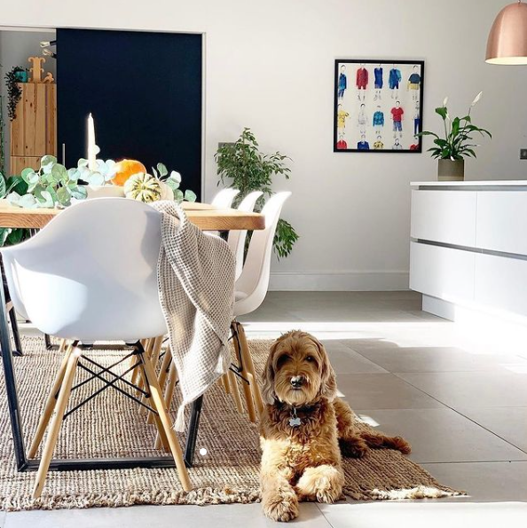 Pet-Friendly Rugs: 5 Best Options for Durability, Ease of Cleaning, and Safety