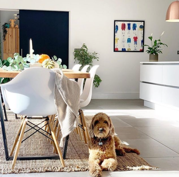 Furry Friends Welcome: The Best Rugs for Pet Hair That Won't Drive You Barking Mad