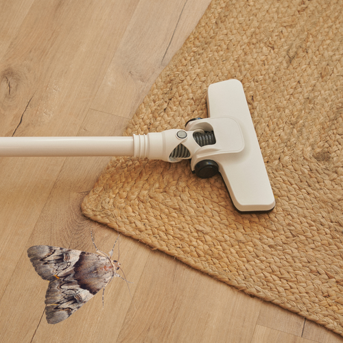 Moths and Wool Rugs: Is It Common, Why It Happens, and How to Prevent It
