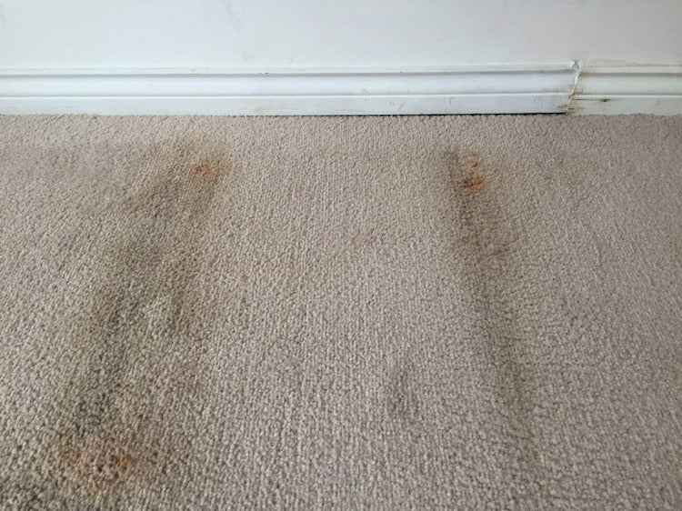 What Causes Mold on a Rug?
