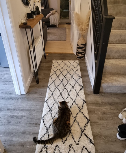 Purrfectly Purrposterous: Our Guide to Stopping a Cat From Scratching Your Rug.