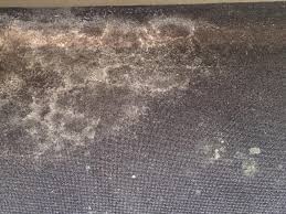 How Do You Get Mold Out of a Rug? Effective Strategies for Mold Removal