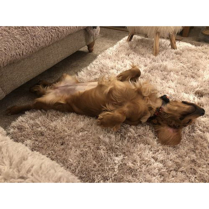 Montana Luxury Super Plush Heavyweight High-Density Hand-Woven Soft High-Pile Plain Polyester Tonal Textured Shimmer Shaggy Beige Rug-Think Rugs-Rug Love - The Most Loved Rug Store